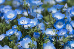 Valentinstag Liebeshainblume