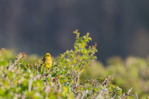 Hecke gelber Vogel