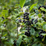 Vogelhecke Aronia