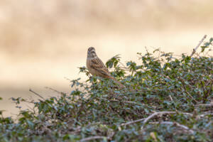 Vogel Vogelhecke