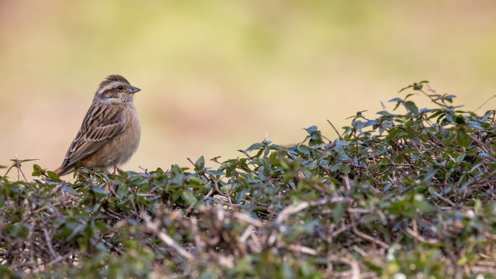 Vogelhecke