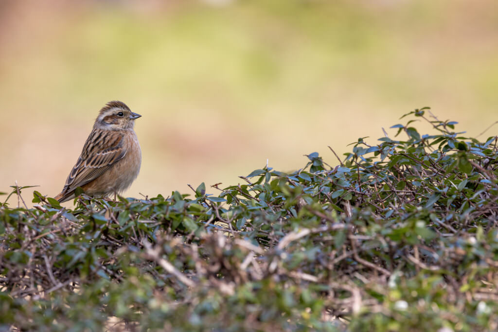 Vogelhecken: Lebensraum für Vögel mit heimischen Sträuchern