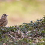 Vogelhecken: Lebensraum für Vögel mit heimischen Sträuchern