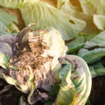 Phytophthora
