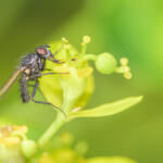 Kleine Kohlfliege