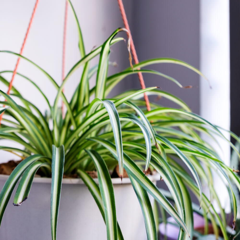 Zimmerpflanze fürs Büro Samenhaus Gartenblog