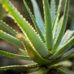 Zimmerpflanze Echte Aloe