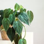 Zimmerpflanze Philodendron