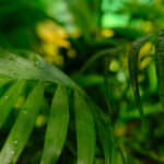 Zimmerpflanze Kentia-Palme