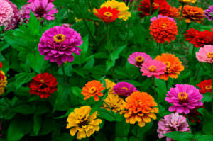 Zinnien Blumen