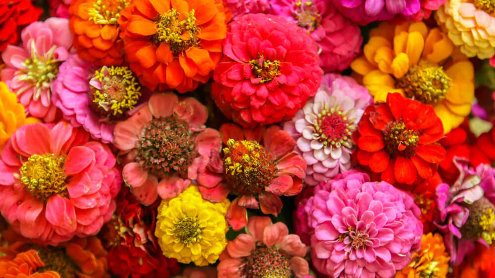 farbenfrohe Zinnien