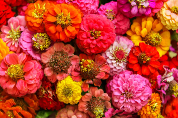 farbenfrohe Zinnien