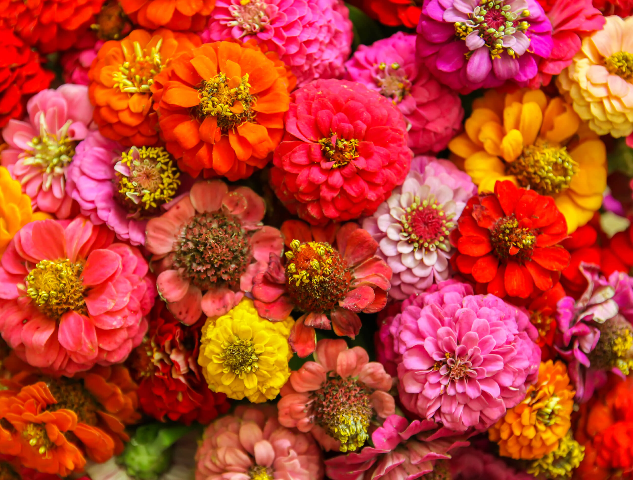Zinnien  Anbau, Pflege und Tipps zur Kultivierung - Samenhaus Gartenblog