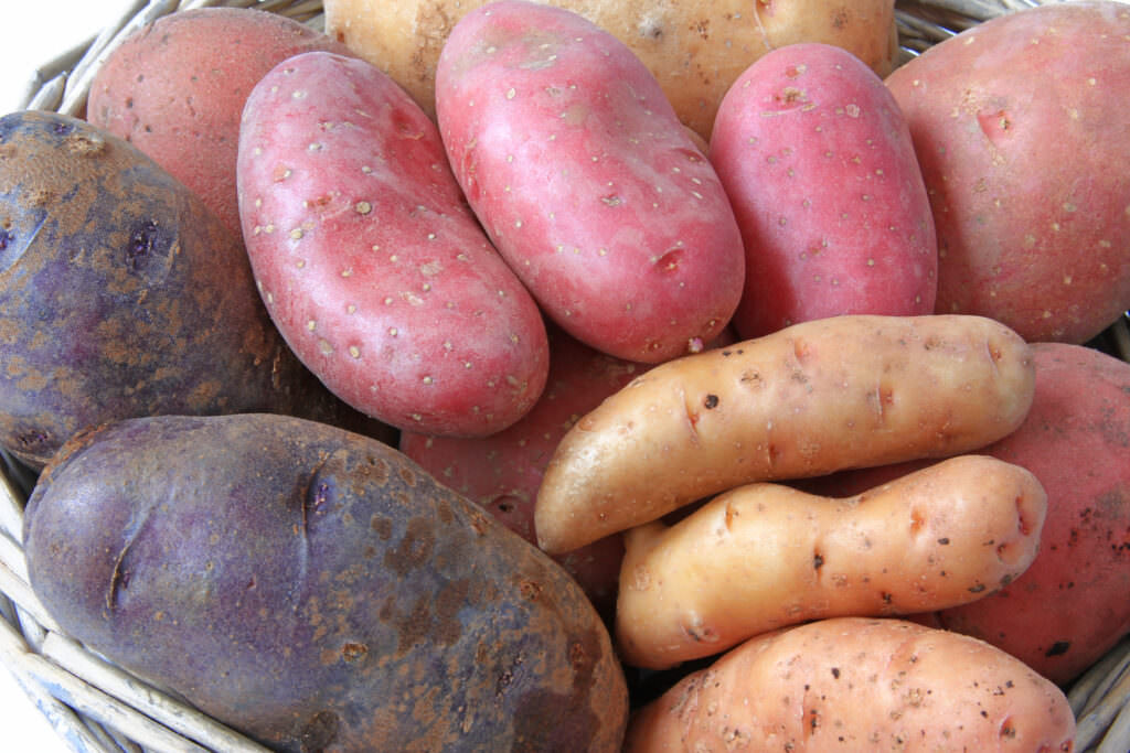 Vorzüge alter Kartoffelsorten: schmackhaft und reich an Vitaminen