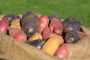 Kartoffelsorten alt