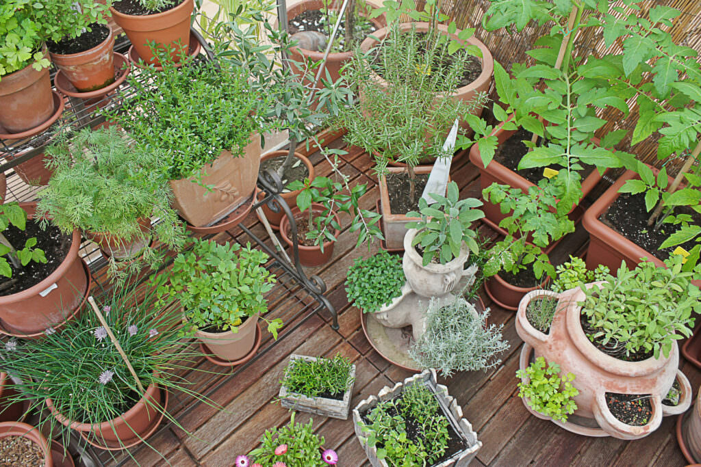 Weniger bekannte Kräuter für den Garten