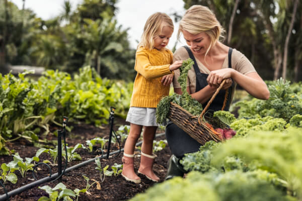 Windschutz im Gemüsegarten: Wie lässt sich der Wind aussperren? - Samenhaus  Gartenblog