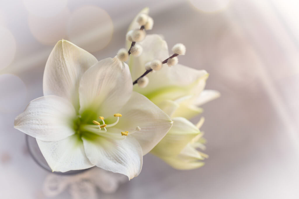 Amaryllis – winterliche Blütenpracht des Rittersterns