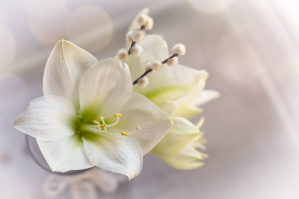 Amaryllis