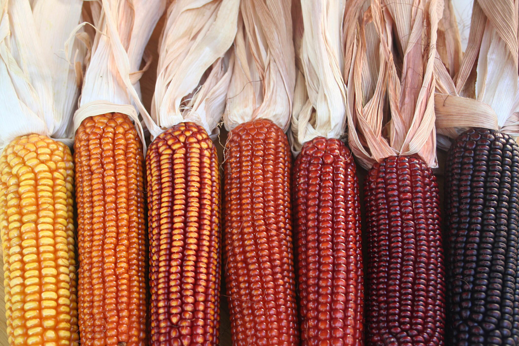 Anbau von Mais: Gemüse, das einen sonnigen Standort liebt - Samenhaus ...