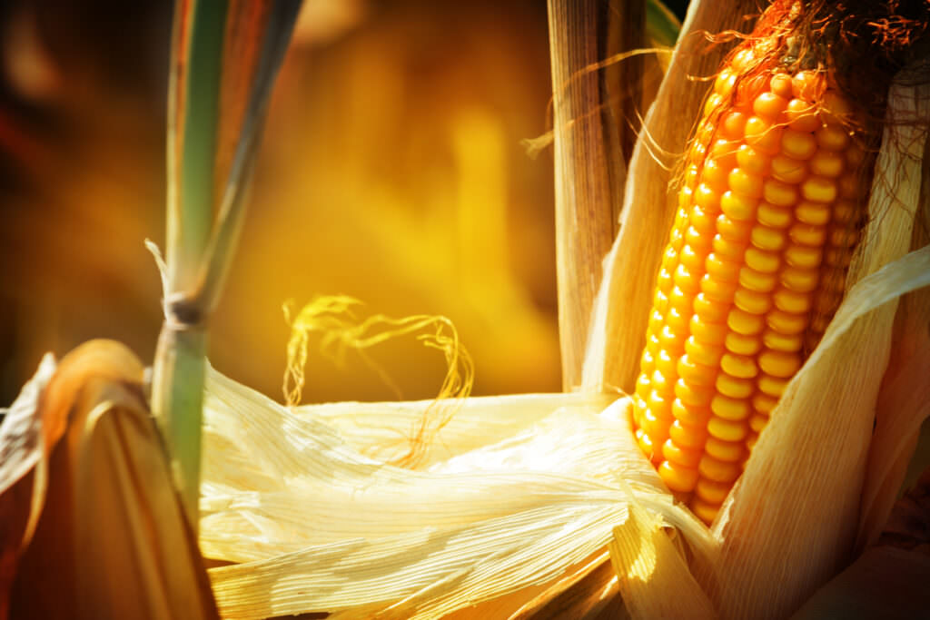 Anbau von Mais: Gemüse, das einen sonnigen Standort liebt