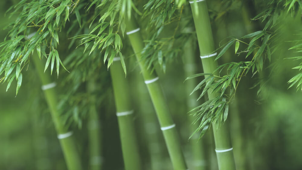 Sichtschutzfolie Bamboo Forest 