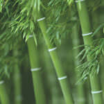 Bambus im Garten – toller Sichtschutz oder Fluch?