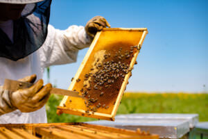 Imker Bienenvolk