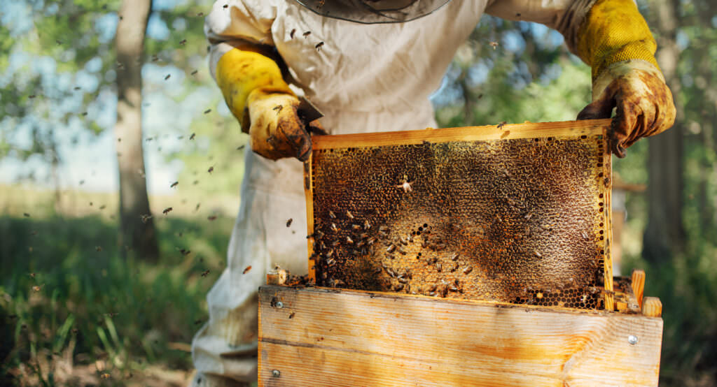 Bienen selbst halten: Blüten befruchten und Honig produzieren