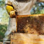 Bienen selbst halten: Blüten befruchten und Honig produzieren
