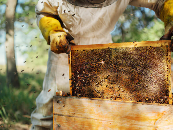 Bienen selbst halten: Blüten befruchten und Honig produzieren