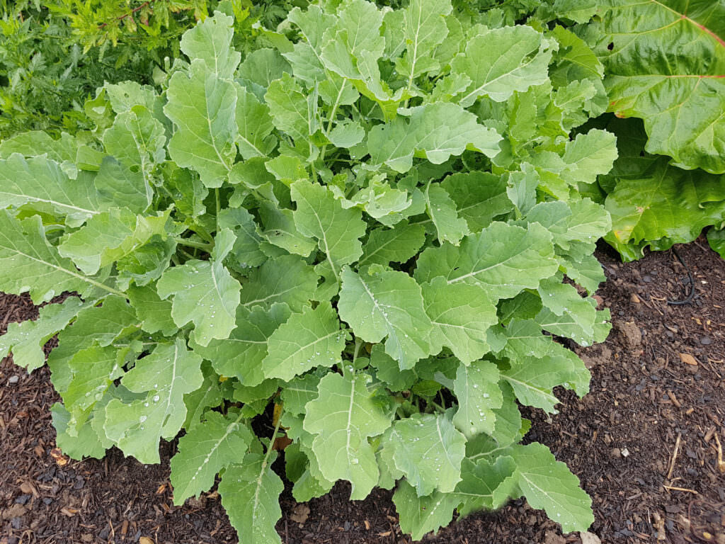 Ewiger Kohl: winterharte und ausdauernde Kohlpflanze