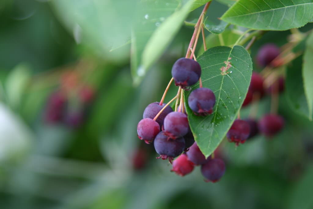 Felsenbirne dekorativer Strauch mit essbaren Früchten Samenhaus