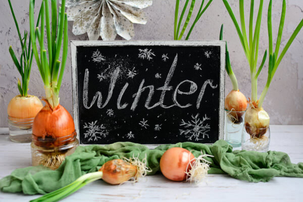 Gemüse Winter
