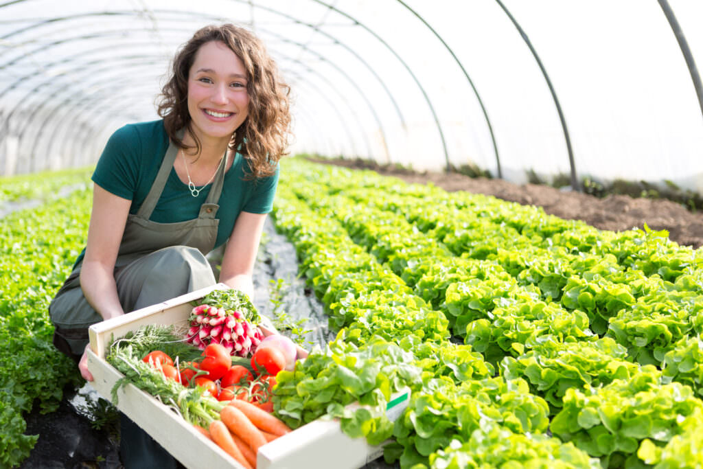 Gewächshaus als Gemüselager: Was Sie einlagern können und was Sie beachten sollten