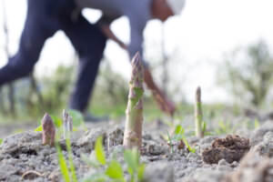 Grüner Spargel setzen