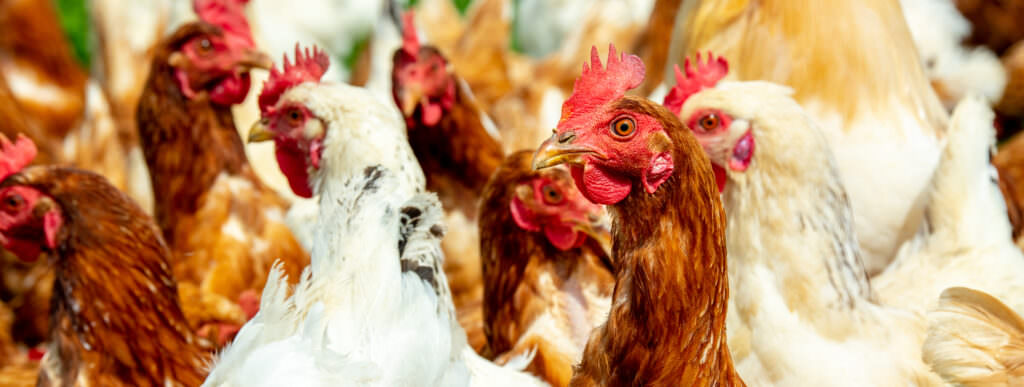 Hühnerhaltung für Selbstversorger: die wichtigsten Tipps
