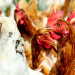 Hühnerhaltung für Selbstversorger: die wichtigsten Tipps