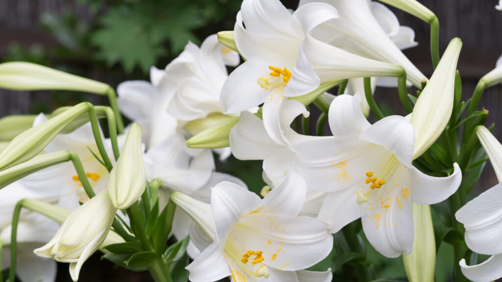 Lilien – prachtvolle und elegante Sommerblüher