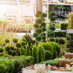 Pflanzenkauf vs. Säen: Vor- und Nachteile