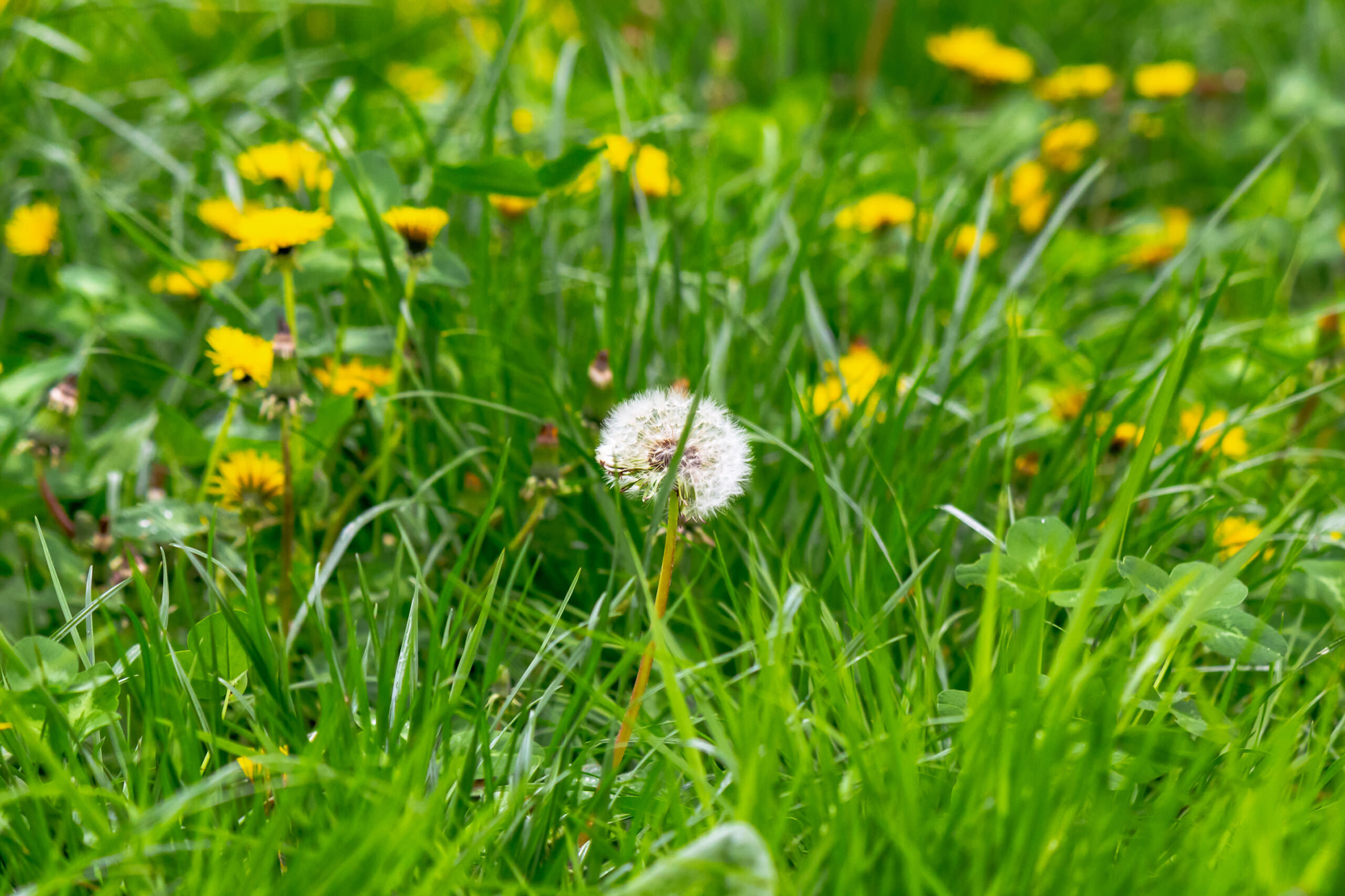 RasenUnkräuter und wie man sie bekämpfen kann Samenhaus Gartenblog