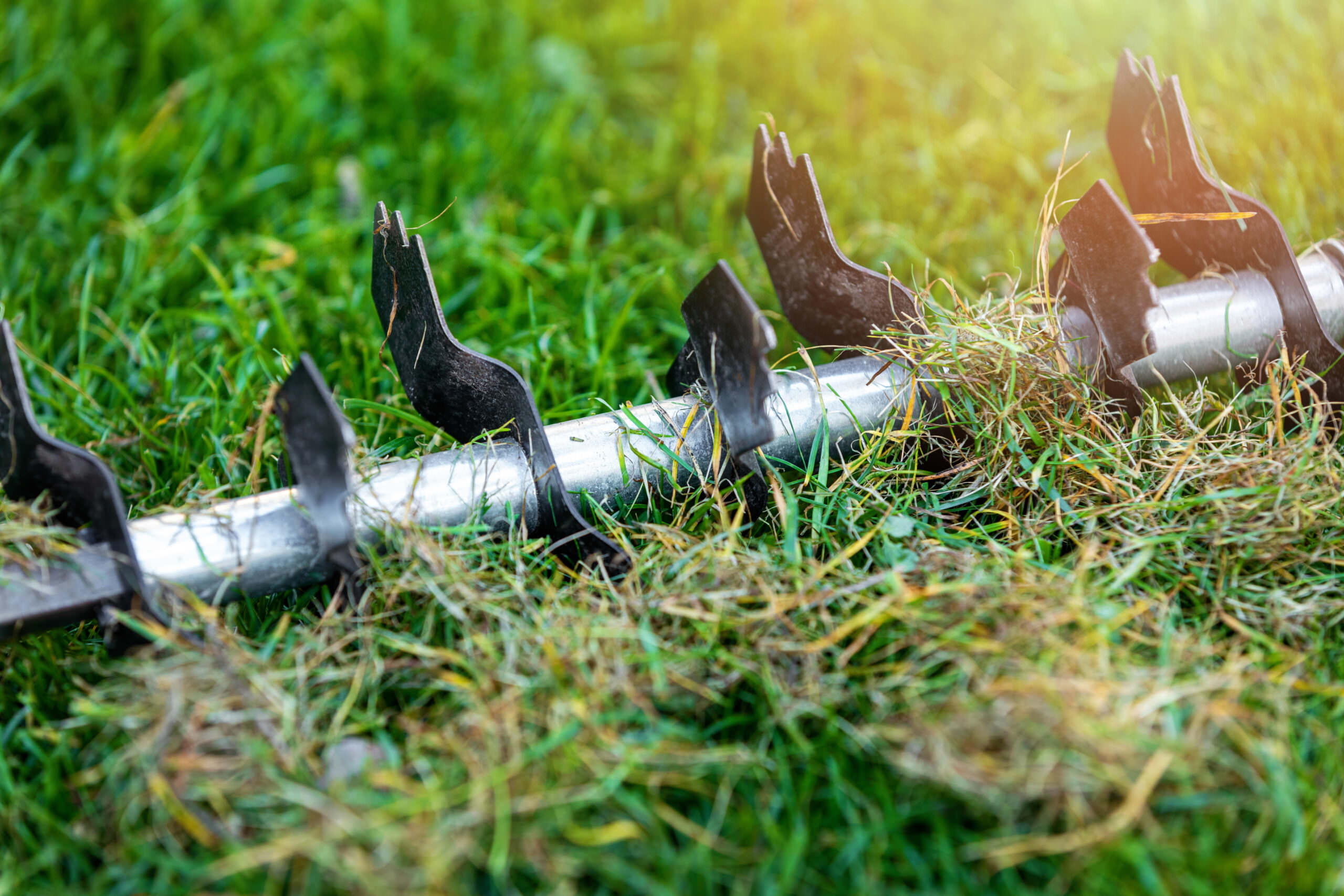 Rasen vertikutieren so wird’s gemacht! Samenhaus Gartenblog