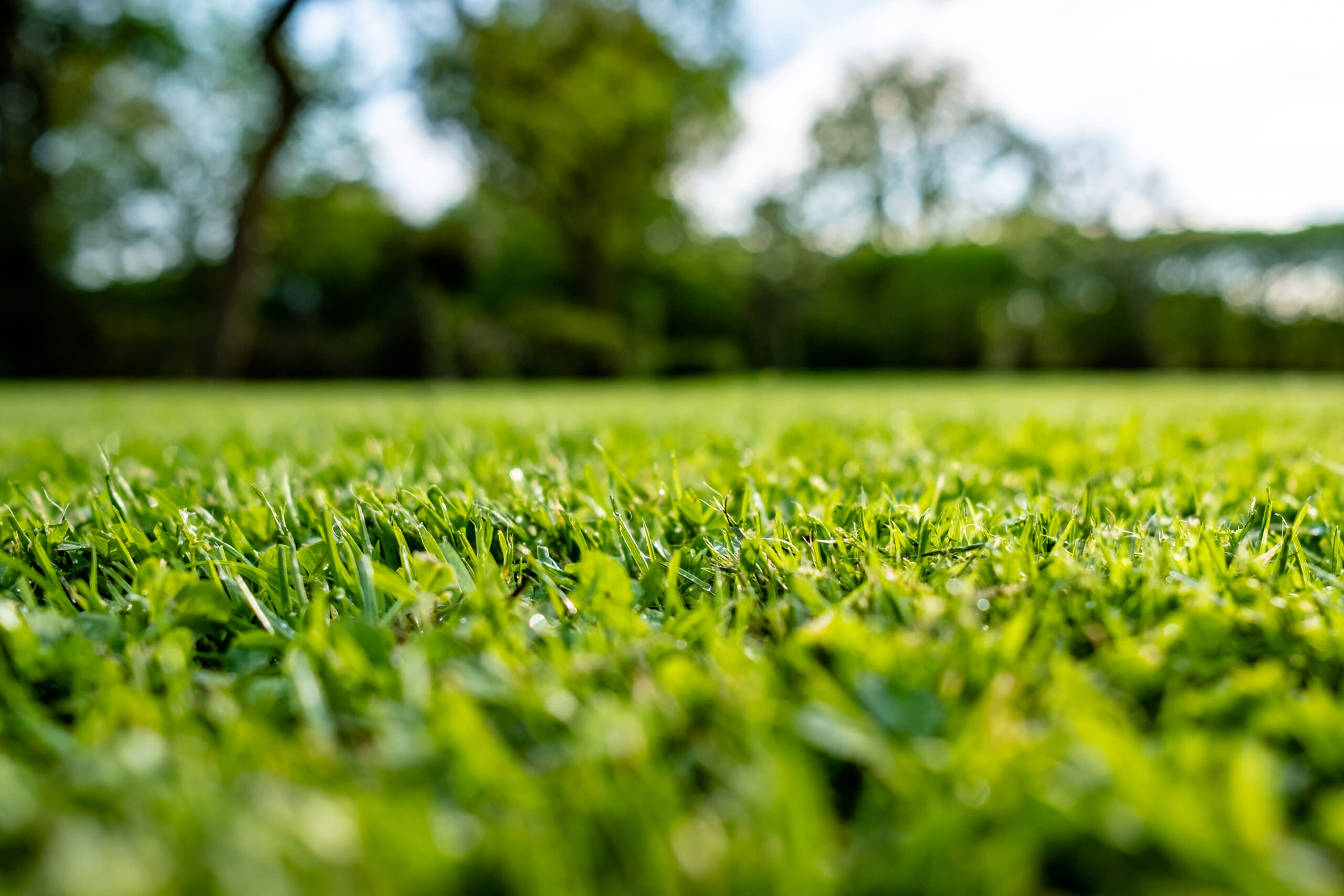 Regel-Saatgut-Mischungen Rasen: Garant fr gute Qualitt - Samenhaus  Gartenblog