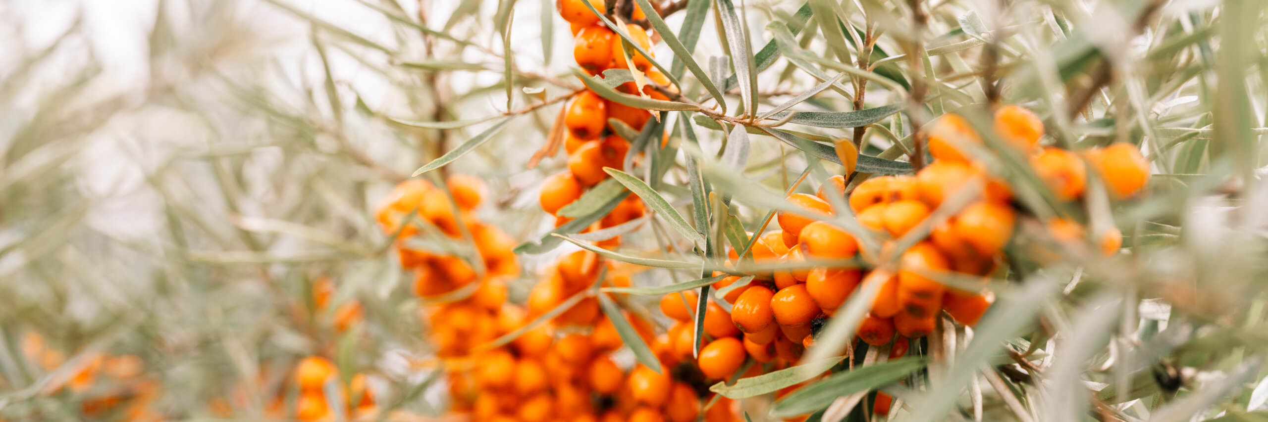 - Früchten mit dekorative Unkomplizierte und Pflanze gesunden anbauen: Sanddorn Samenhaus Gartenblog