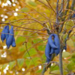 Sträucher Blaugurkenbaum