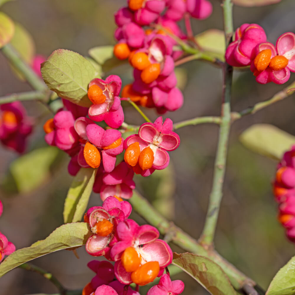 Sträucher mit außergewöhnlichen Blüten und Früchten - Samenhaus Gartenblog