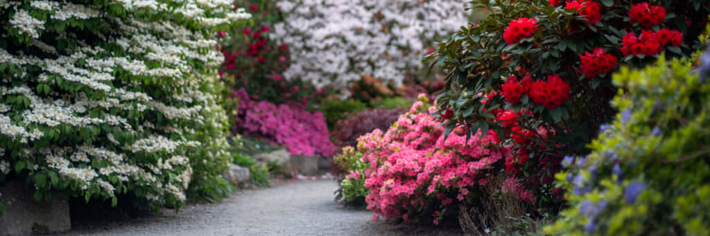 Sträucher mit außergewöhnlichen Blüten und Früchten