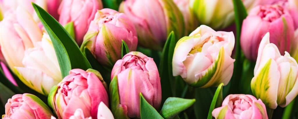 Tulpen – jetzt wird es bunt