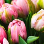 Tulpen – jetzt wird es bunt