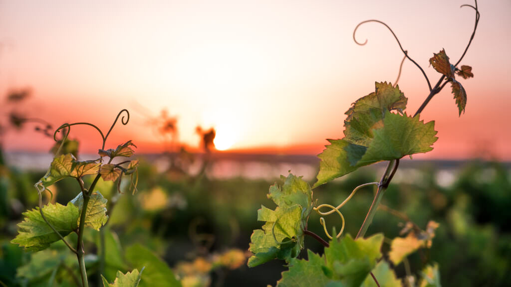 Wein im Garten anbauen: auch in kühleren Regionen möglich